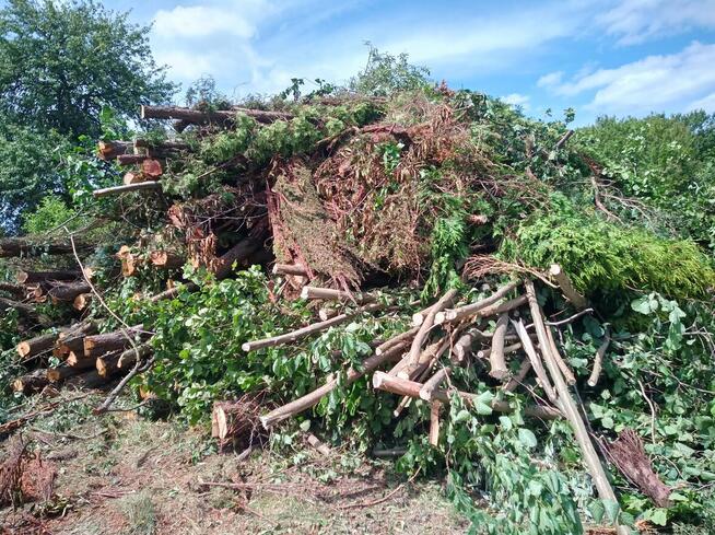 Wycinka drzew itp...