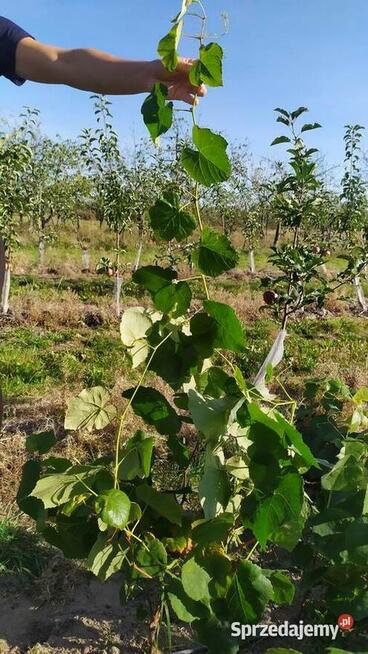 Sprzedam Sadzonki Winogrona Odmiany Swedson Red