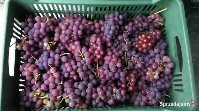 Sprzedam Sadzonki Winogrona Odmiany Swedson Red