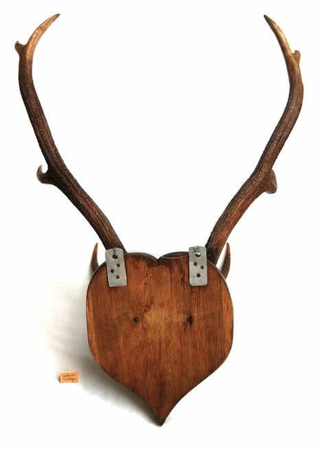 Przedwojenne poroże jelenia szlachetnego, trofeum myśliwskie