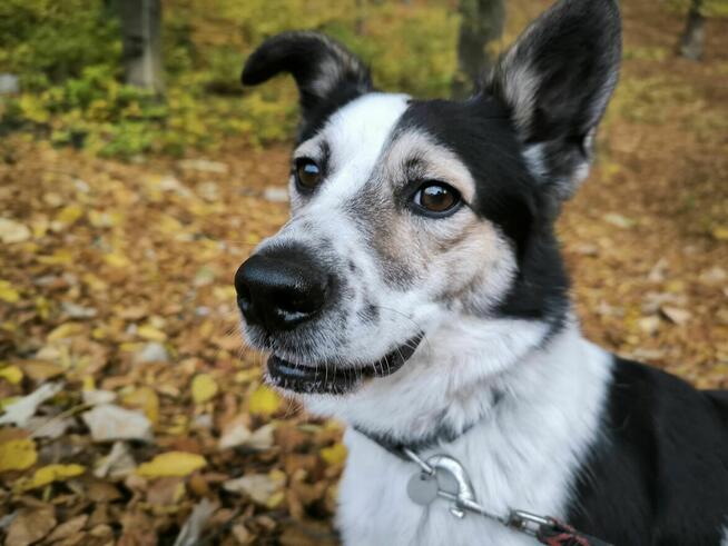 Łagodny Przytulas Prosi o DOM - Do DARMOWEJ ADOPCJI