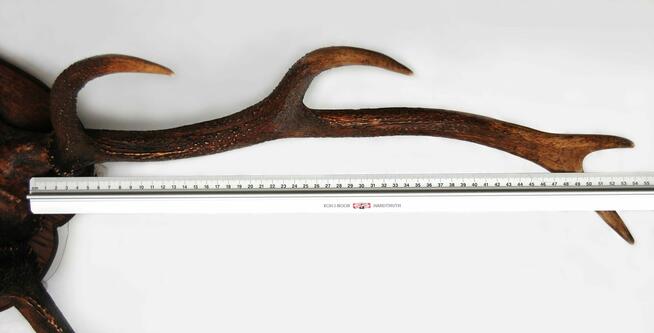 Przedwojenne poroże jelenia szlachetnego, trofeum myśliwskie