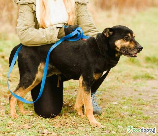 KUSY - zwykły pies o niezwykłym charakterze, ADOPTUJ!