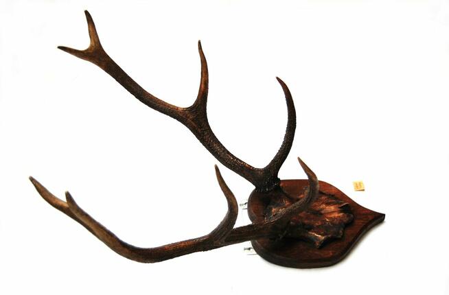 Przedwojenne poroże jelenia szlachetnego, trofeum myśliwskie