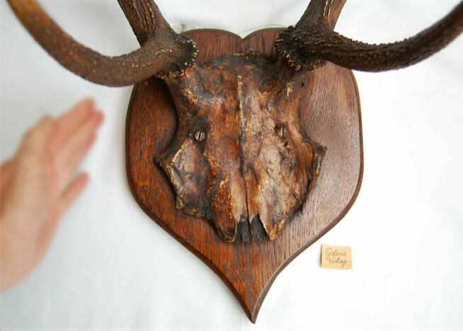 Przedwojenne poroże jelenia szlachetnego, trofeum myśliwskie