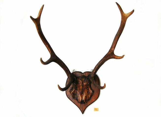Przedwojenne poroże jelenia szlachetnego, trofeum myśliwskie
