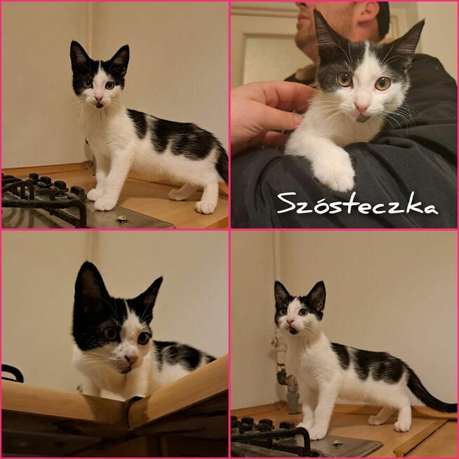 Szósteczka i Gray szukają domów