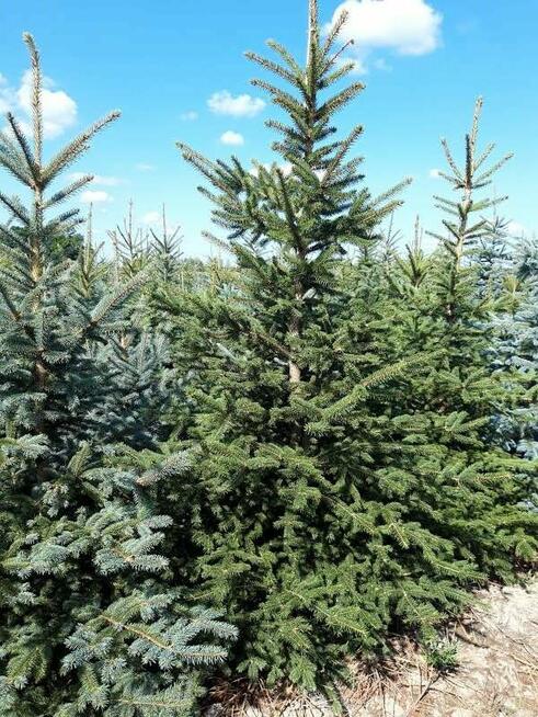 Świerk Srebrny CHOINKI Jodła Kaukaska HURT 2025