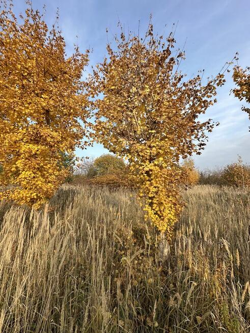 Sprzedam drzewa klony polne