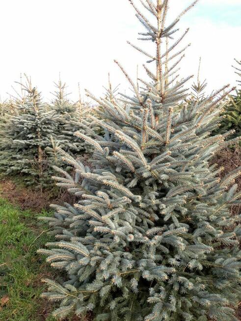 Świerk Srebrny CHOINKI Jodła Kaukaska HURT 2025