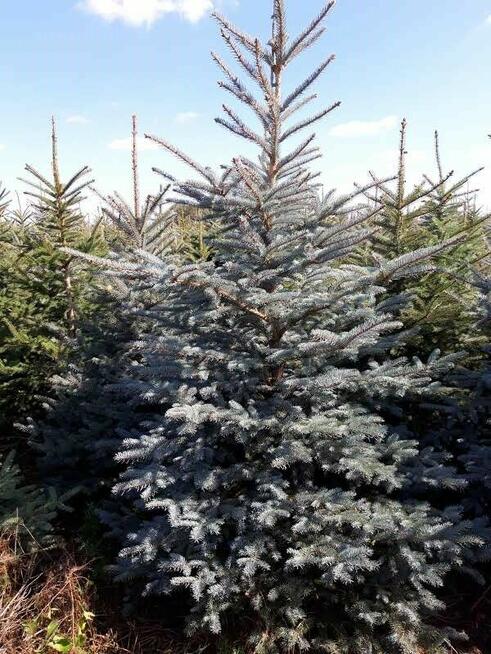 Świerk Srebrny CHOINKI Jodła Kaukaska HURT 2025