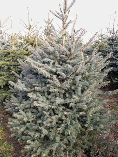 Świerk Srebrny CHOINKI Jodła Kaukaska HURT 2025