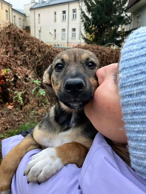 Żelka-5 miesięczna suczka-szczeniak do adopcji