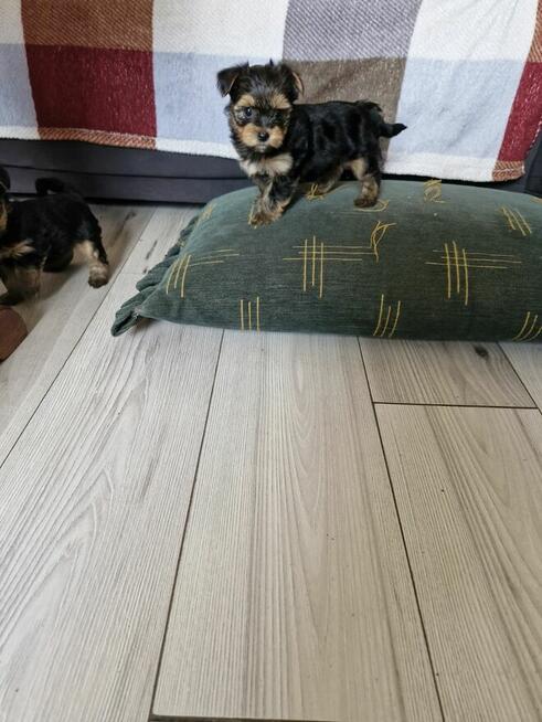 Yorki szukają nowego domu