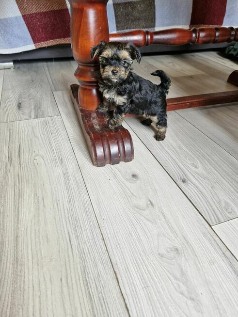 Yorki szukają nowego domu