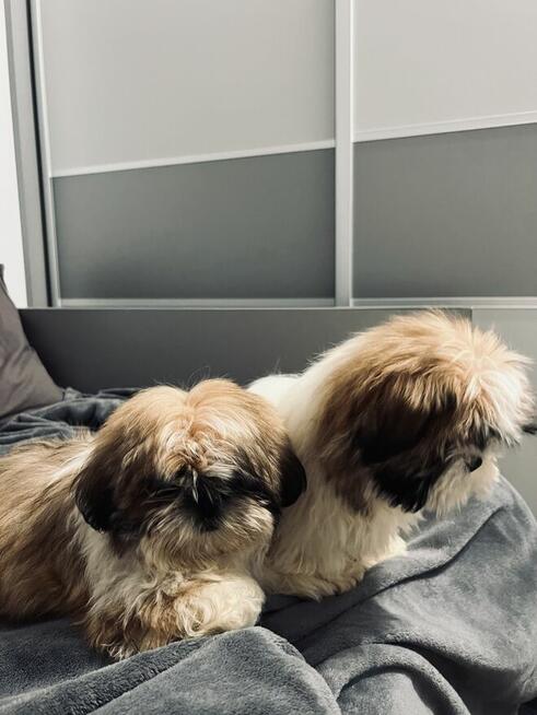 shih tzu