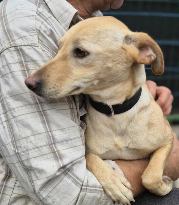 Gabi -młoda, mądra, wesoła sunieczka!