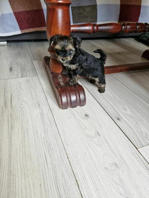 Yorki szukają nowego domu