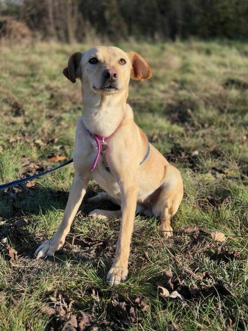 Gabi -młoda, mądra, wesoła sunieczka!