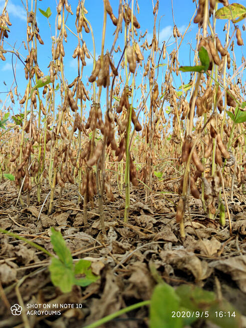 Soja. Materiał siewny soi odmiany Lajma