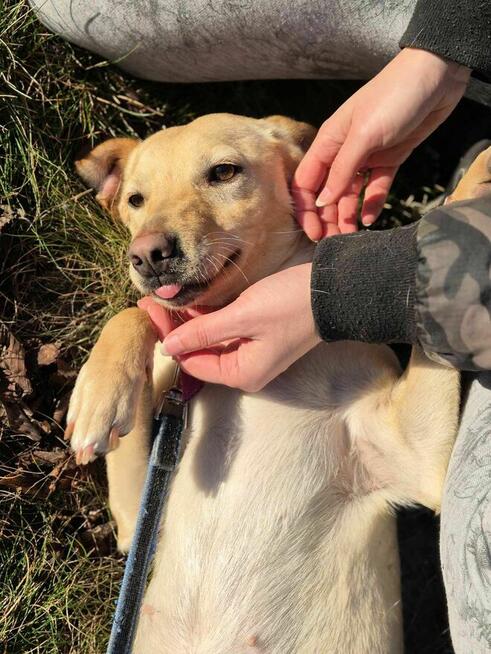 Gabi -młoda, mądra, wesoła sunieczka!