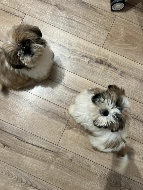 shih tzu