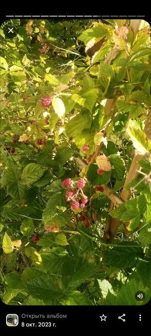 Sprzedam działkę ROD na Janiskach(Kołobrzeg)