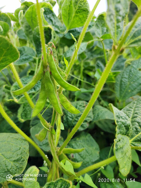 Soja. Materiał siewny soi odmiany Favorit