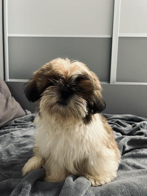 shih tzu