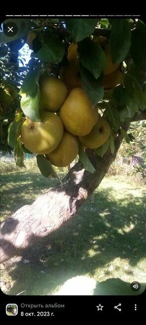 Sprzedam działkę ROD na Janiskach(Kołobrzeg)