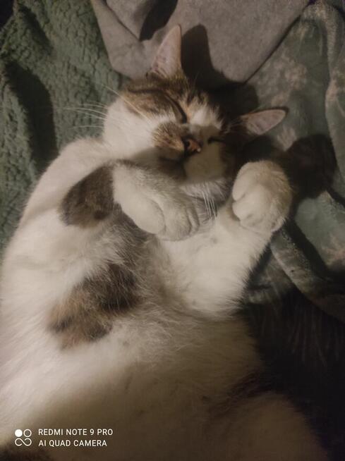 OPIEKA DLA ZWIERZĄT ŁÓDŹ całodobowa