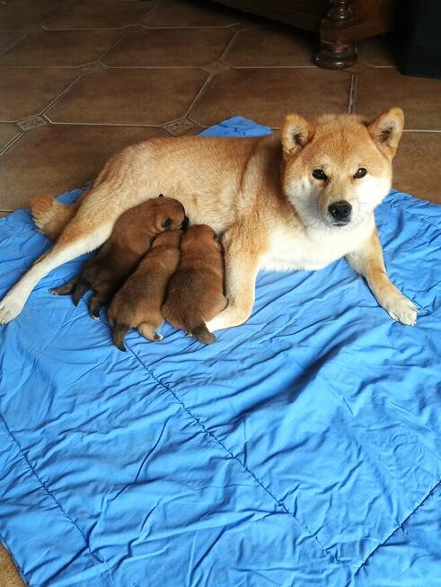 Shiba Inu śliczne szczenięta
