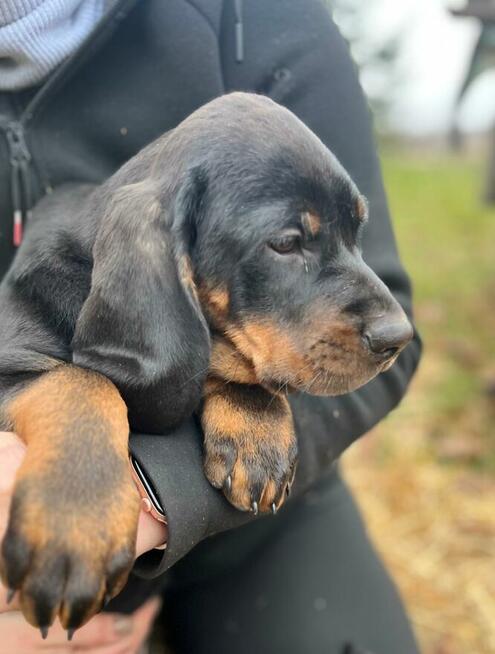 Szczenięta Rasy Gończy Polski Hodowla JURAJSKI GON FCI