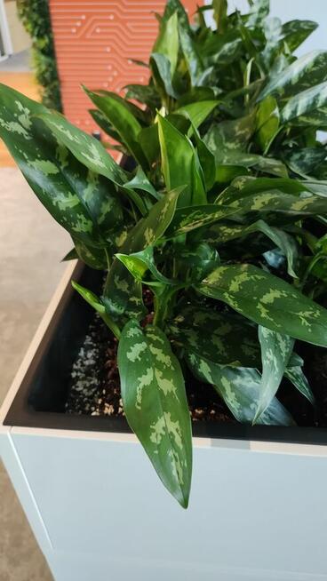 Usługi utrzymania czystości i serwis kwiatowy,