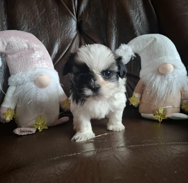 Piesek i sunia shih tzu szukają domu