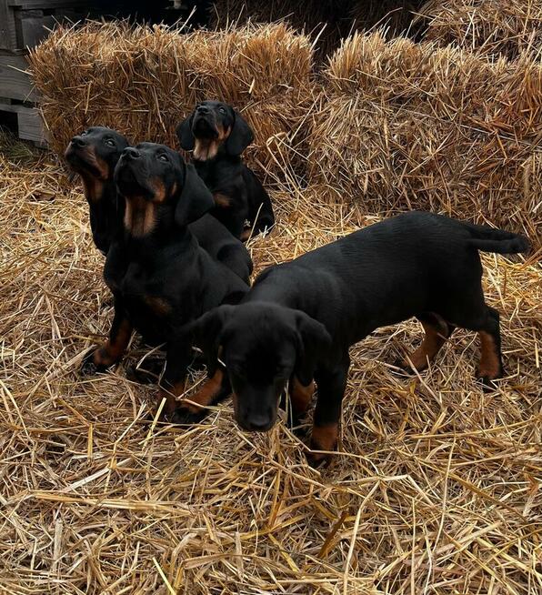 Szczenięta Rasy Gończy Polski Hodowla JURAJSKI GON FCI