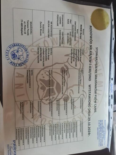 OWCZAREK NIEMIECKI SZCZENIAKI