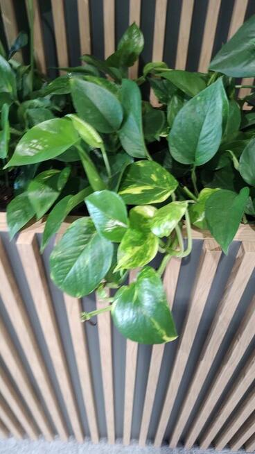 Usługi utrzymania czystości i serwis kwiatowy,