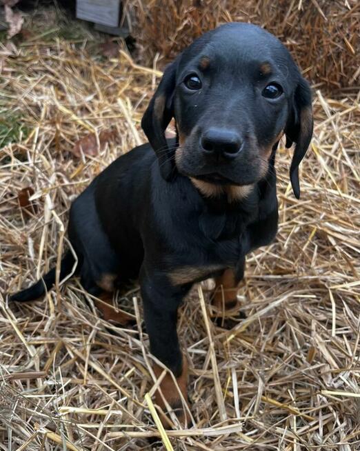 Szczenięta Rasy Gończy Polski Hodowla JURAJSKI GON FCI