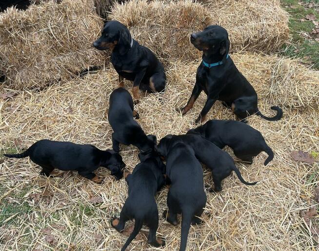 Szczenięta Rasy Gończy Polski Hodowla JURAJSKI GON FCI