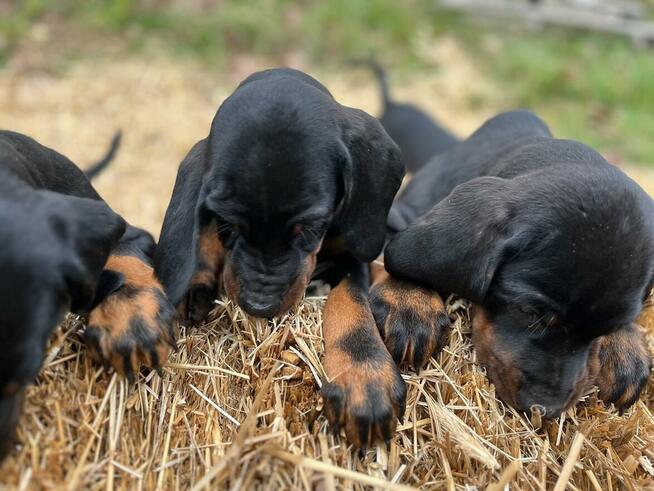 Szczenięta Rasy Gończy Polski Hodowla JURAJSKI GON FCI