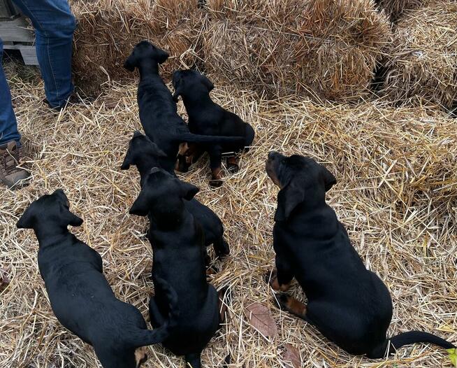 Szczenięta Rasy Gończy Polski Hodowla JURAJSKI GON FCI