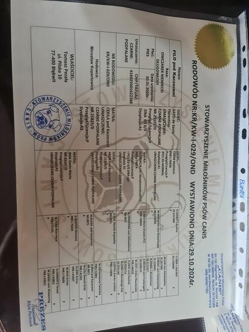 OWCZAREK NIEMIECKI SZCZENIAKI