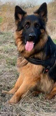 OWCZAREK NIEMIECKI SZCZENIAKI