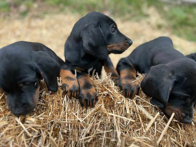 Szczenięta Rasy Gończy Polski Hodowla JURAJSKI GON FCI