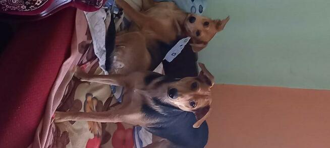 Oddam szczeniaka w dobre rece