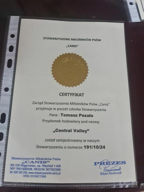 OWCZAREK NIEMIECKI SZCZENIAKI