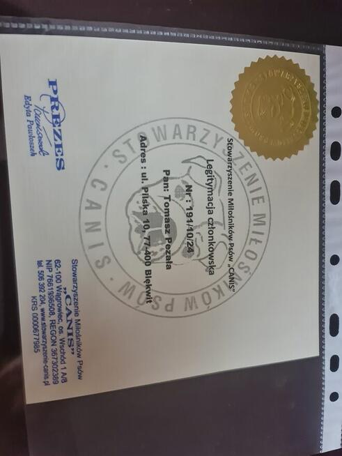 OWCZAREK NIEMIECKI SZCZENIAKI