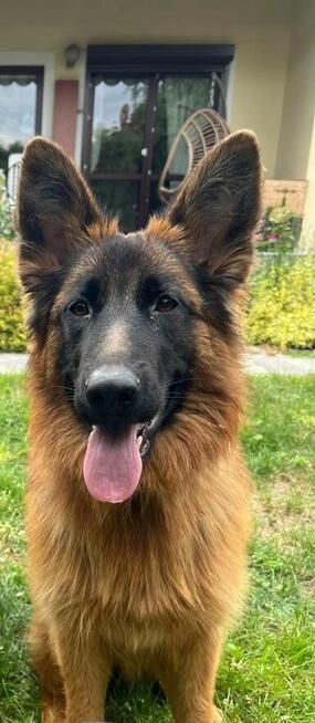 OWCZAREK NIEMIECKI SZCZENIAKI