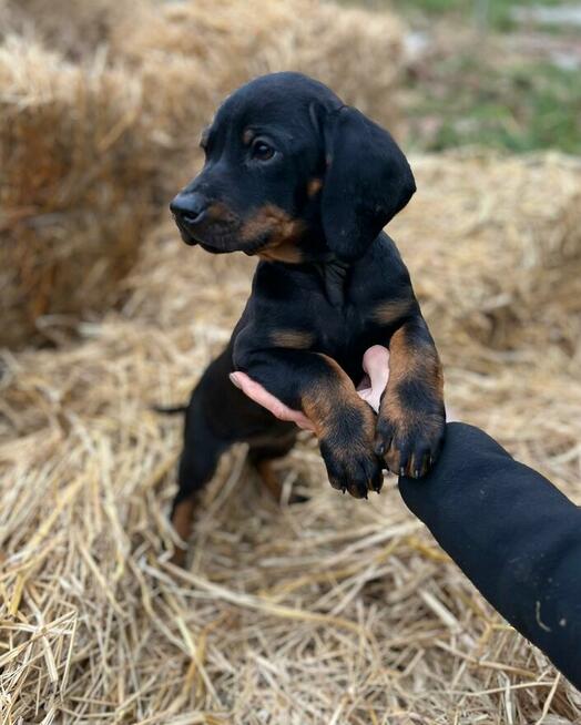 Szczenięta Rasy Gończy Polski Hodowla JURAJSKI GON FCI